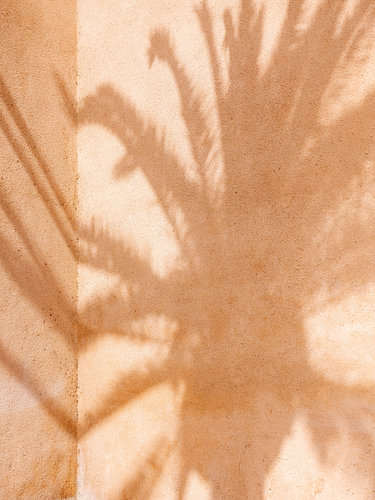 Essaouira-Palme von Raisa Zwart Reisefotografiedrucke