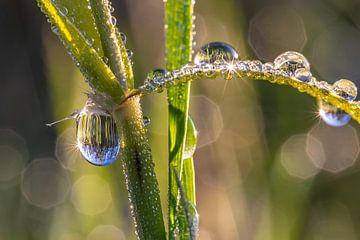 A work of art of mother earth with earthly elements. Beautiful drops.