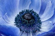 Blauwe anemoon (Anemone 'Mistral') van Tamara Witjes thumbnail