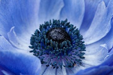Blue Anemone (Anemone 'Mistral') by Tamara Witjes
