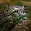 Hiding snow Leopard van Sake van Pelt