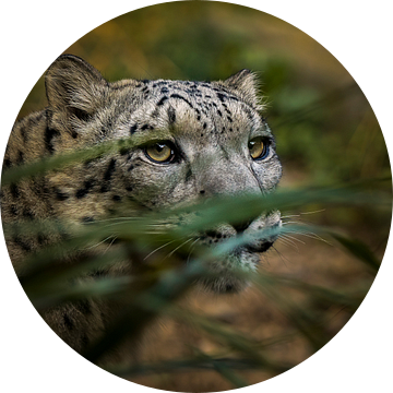 Hiding snow Leopard van Sake van Pelt