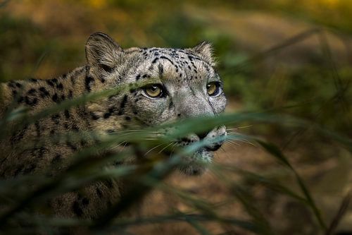 Hiding snow Leopard