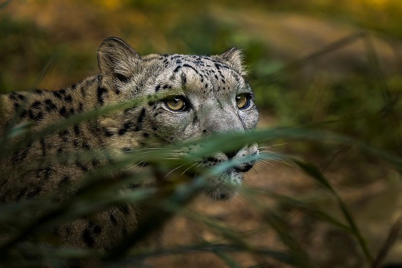 Hiding snow Leopard van Sake van Pelt