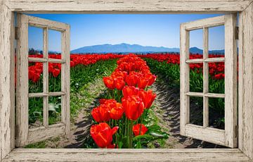 Open raam met rode tulpenrijen