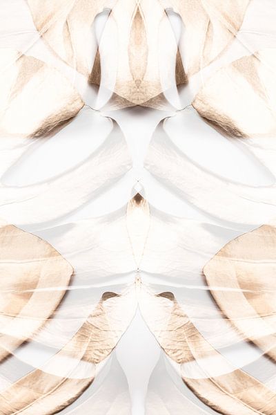 Monstera Gold 12 par Pictufy Studio III
