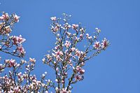 Pink magnolia