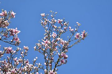 Pink magnolia