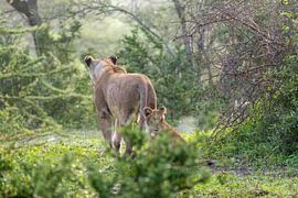 Lioness with her lion cub by Tilo Grellmann