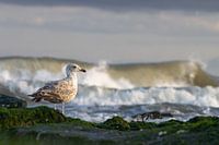 A waiting seagull.