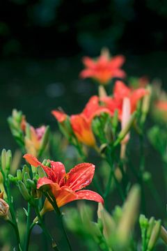 Fleur de lys sur Thomas Jäger