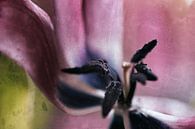 Inner values by Petra Dreiling-Schewe thumbnail