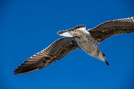 Une jeune mouette s'envole dans le ciel bleu