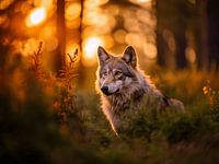 wolf in de natuur
