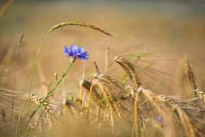Blaue Kornblume in goldenem Getreidefeld