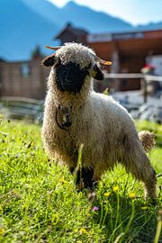 Welsh blacknose sheep in the Allgäu Alps by Leo Schindzielorz