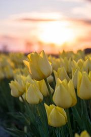Tulpe von Jordi Posthuma Fotografie