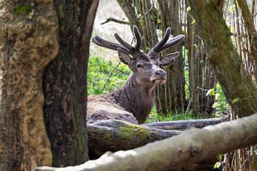 Het Edelhert in de oostvaardersplassen van Merijn Loch