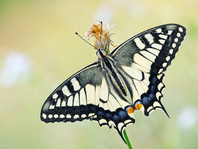 Papillon Reine (Papilio machaon) sur une fleur par Nature in Stock