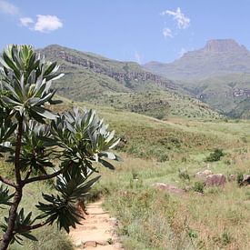 Drakensbergen Zuidafrika van Jan Roodzand