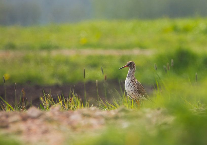 Tureluur is alert  (bestel max 120) van Natuurpracht   Kees Doornenbal