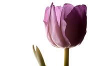 tulp met licht