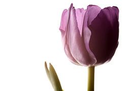 tulp met licht von Elise van den Ouden