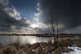 Ven en berken op de Heide von Ingrid Van Damme fotografie