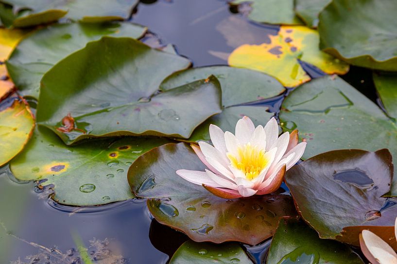 Lily Pond 3 van Thomas Heitz