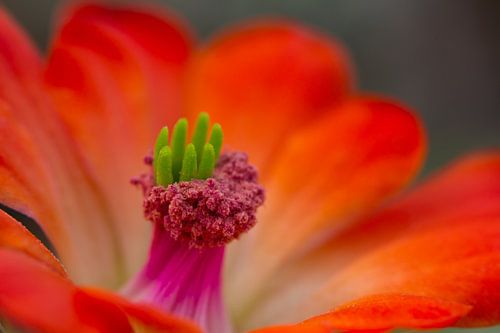 Echinocereus coccineus - Igelsäulenkaktus