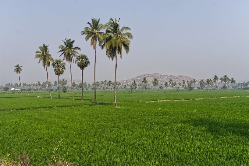 die Reisfelder von Hans Lok