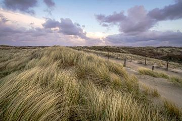 Strand und Dünen von Dirk van Egmond