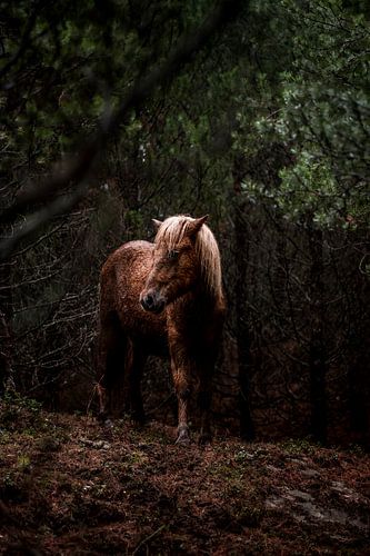 Paard in een Rustig Boslandschap