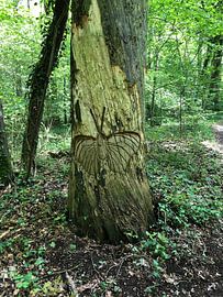 Wood sculpture by tania mol