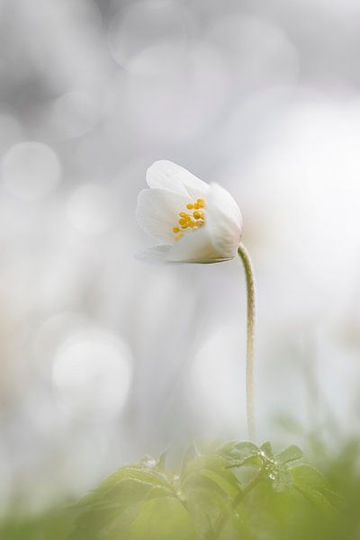 Bosanemoon par Ingrid Van Damme fotografie