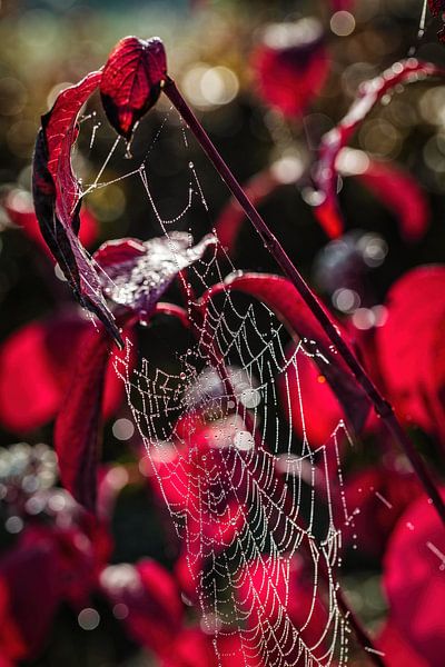 Spinnenweb van Rob Boon