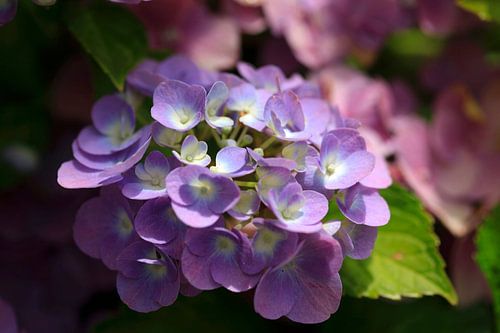 Hydrangeas