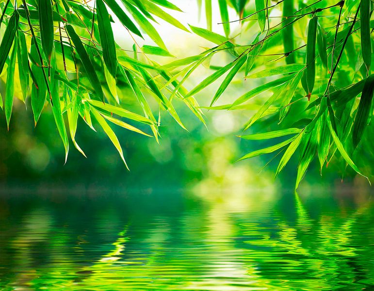 Lake with bamboo leaves by Mustafa Kurnaz