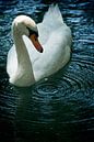 Swan drop van Mariska Hofman thumbnail