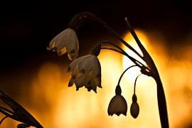 Magnifique coucher de soleil sur William Boer