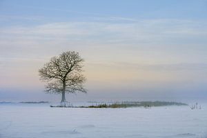 Winterlandschap met boom