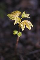 Sprouting of an Oak Tree