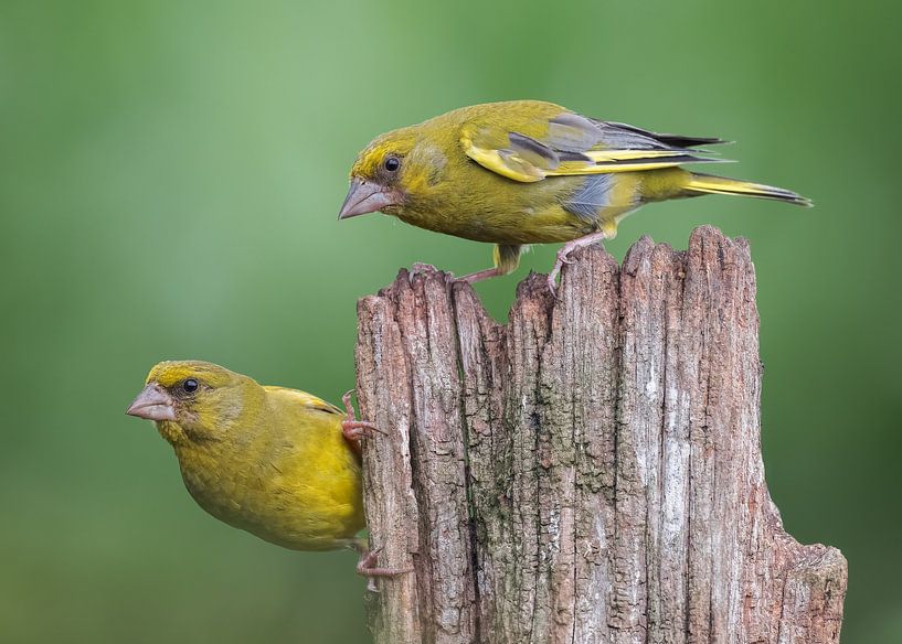 Lets pose together! by Abdul Sattar