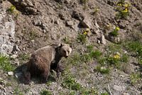 Grizzly Bear