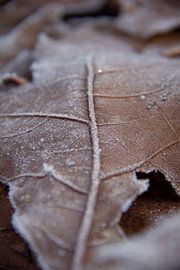 Laub im Winter von Manon Leisink