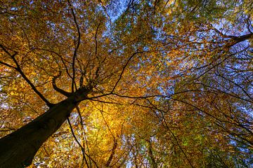 trees from below with coloured autumn leaves by Remco Van Daalen