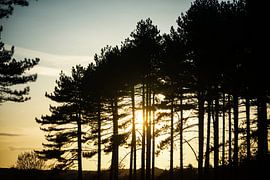 Abendsonne durch Koniferen in Zeeland von Eugenlens