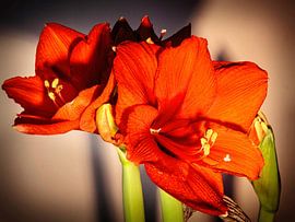 Amaryllis von Rob Boon