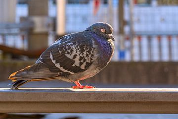 BADEN-WÜRTTEMBERG: DE DUIF OP HET STATION van Photoart-Naegele