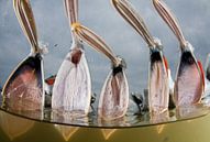 Vissende Kroeskoppelikanen (Pelecanus crispus)  van AGAMI Photo Agency thumbnail